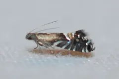 Glyphipterix saurodonta thumbnail 2