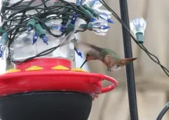 Allen's Hummingbird thumbnail 1
