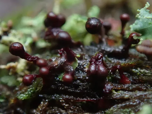 Trichia botrytis