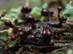 Trichia botrytis thumbnail 1