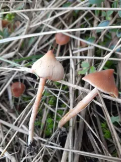 peaked webcap thumbnail 2