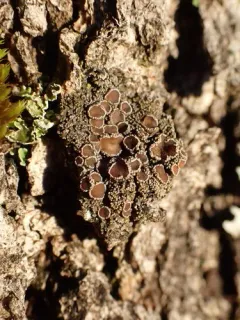 Petaled Shingle Lichen thumbnail 2
