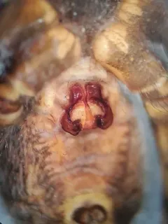 Pardosa bucklei thumbnail 2