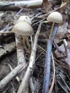 Psathyrella nitens thumbnail 2
