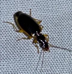 Cymindis limbata thumbnail 2