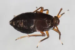 Pissonotus marginatus thumbnail 2