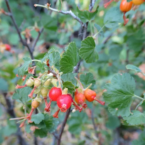 wax currant