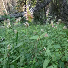 nettle-leaf giant hyssop thumbnail 1