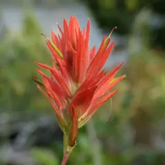 giant red paintbrush thumbnail 2