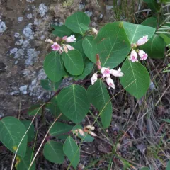 spreading dogbane thumbnail 5