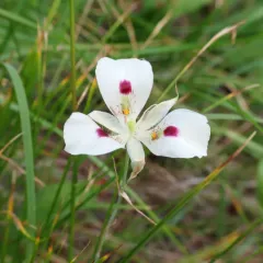 white mariposa lily thumbnail 2