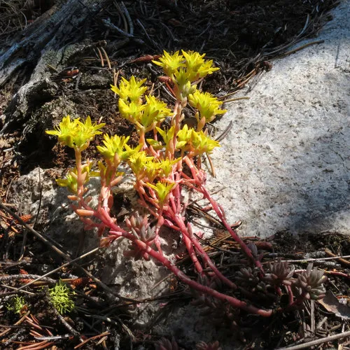 Lanceleaf Stonecrop
