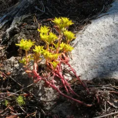 Lanceleaf Stonecrop thumbnail 1