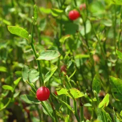 Grouse Whortleberry thumbnail 1