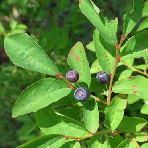 thinleaf huckleberry