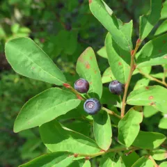 thinleaf huckleberry thumbnail 1