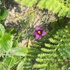 Alaska Blue-eyed-grass thumbnail 3