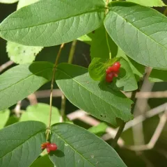 Glaucous Honeysuckle thumbnail 4
