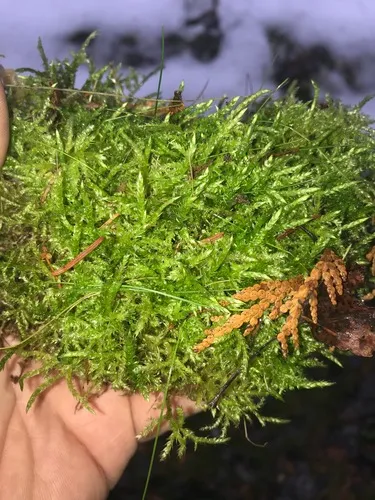 Short-leaved Ragged Moss