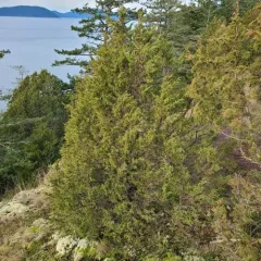 Seaside Juniper thumbnail 2
