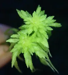 Variegated peat moss thumbnail 3