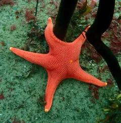 Vermilion Star thumbnail 4