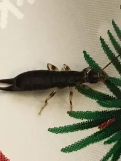 Ring-legged Earwig thumbnail 2