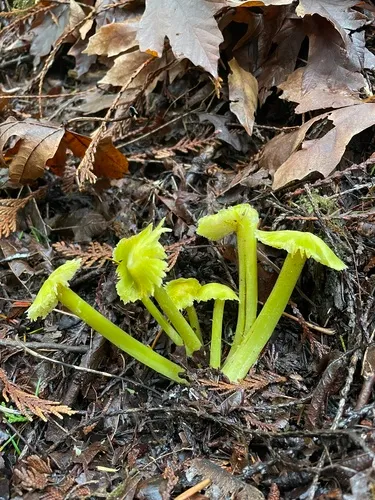 Lime-Green Waxy Cap