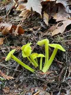 Lime-Green Waxy Cap thumbnail 1
