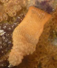 Orange Ripple Bryozoan thumbnail 2