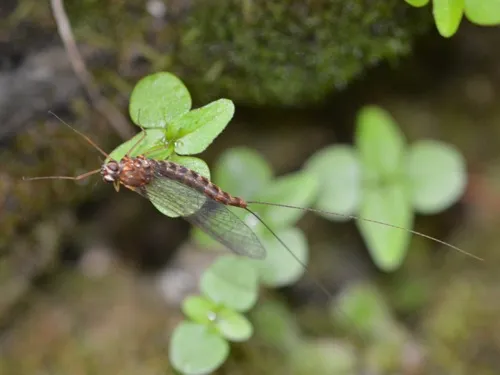 Siphlonurus quebecensis