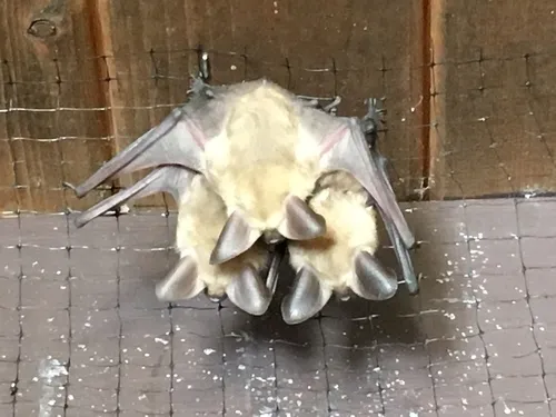 Pallid Bat