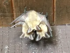 Pallid Bat thumbnail 1