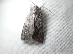 Sympistis major thumbnail 2