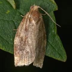 Variegated Golden Tortrix thumbnail 4