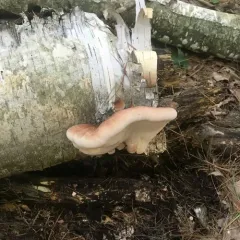 Resinous Polypore thumbnail 3