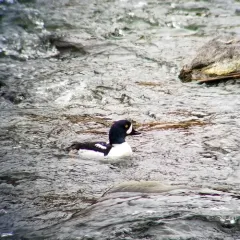 Barrow's Goldeneye thumbnail 3
