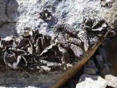 Blushing Rock Tripe thumbnail 2
