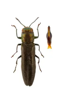 Butternut Agrilus thumbnail 2