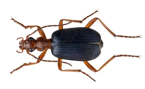 Narrow-necked Little Bombardier Beetle