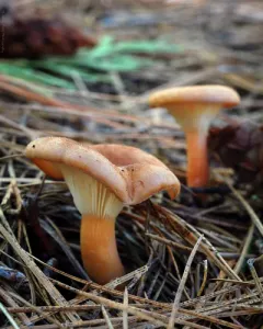 Infundibulicybe squamulosa thumbnail 2