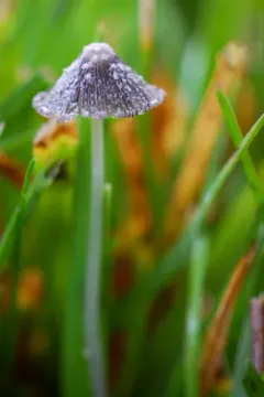 Coprinopsis friesii thumbnail 2