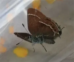 Johnson’s Hairstreak thumbnail 3