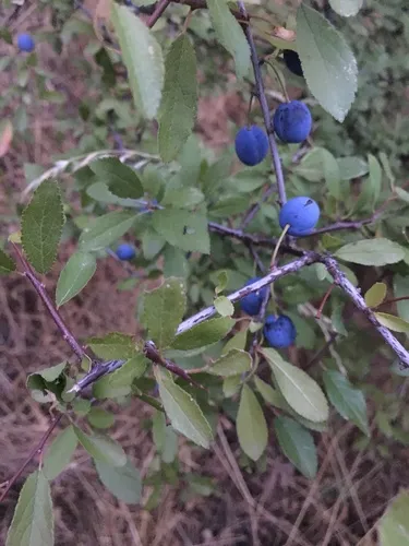Blackthorn