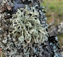 Slit-rimmed ramalina thumbnail 2