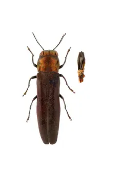 Agrilus fulgens thumbnail 2