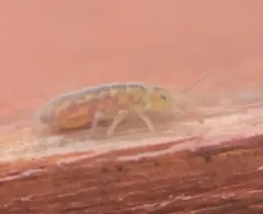 Marsh Springtail thumbnail 3