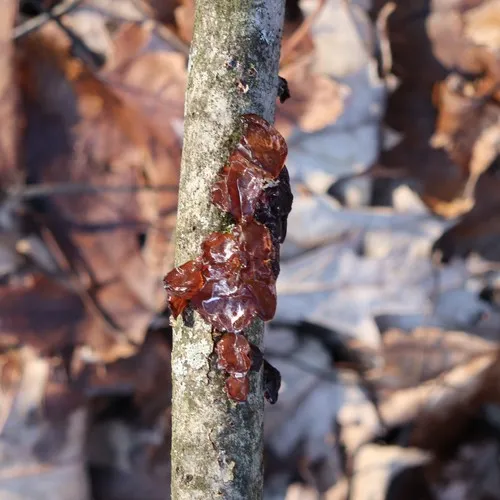 amber jelly fungus