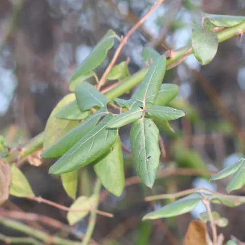 Japanese honeysuckle