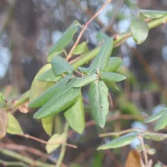 Japanese honeysuckle thumbnail 1
